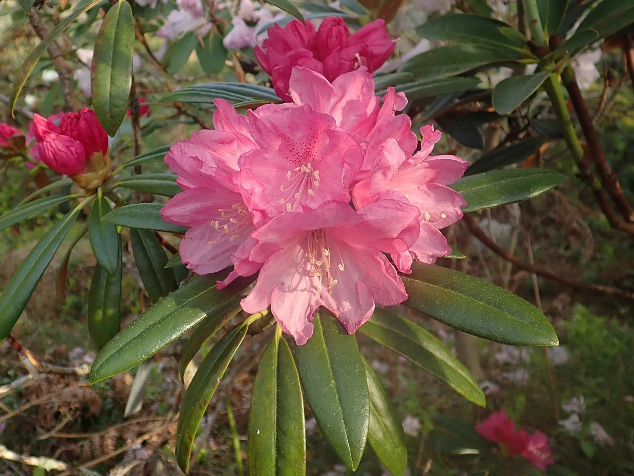 R. degronianum ssp. heptamerum var. hondoense f. micranthum